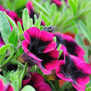 Superbells® Blackberry Punch Calibrachoa